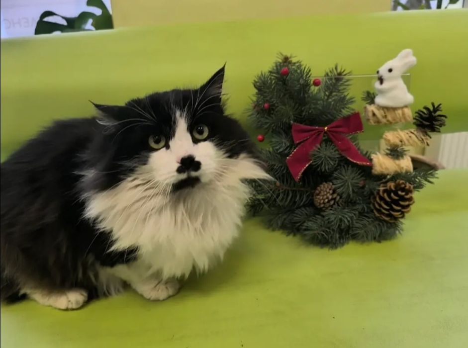 Отдам даром в добрые руки пушистого черно-белого котика