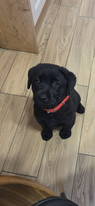 Szczeniak Labradora suczka gotowa do odbioru
