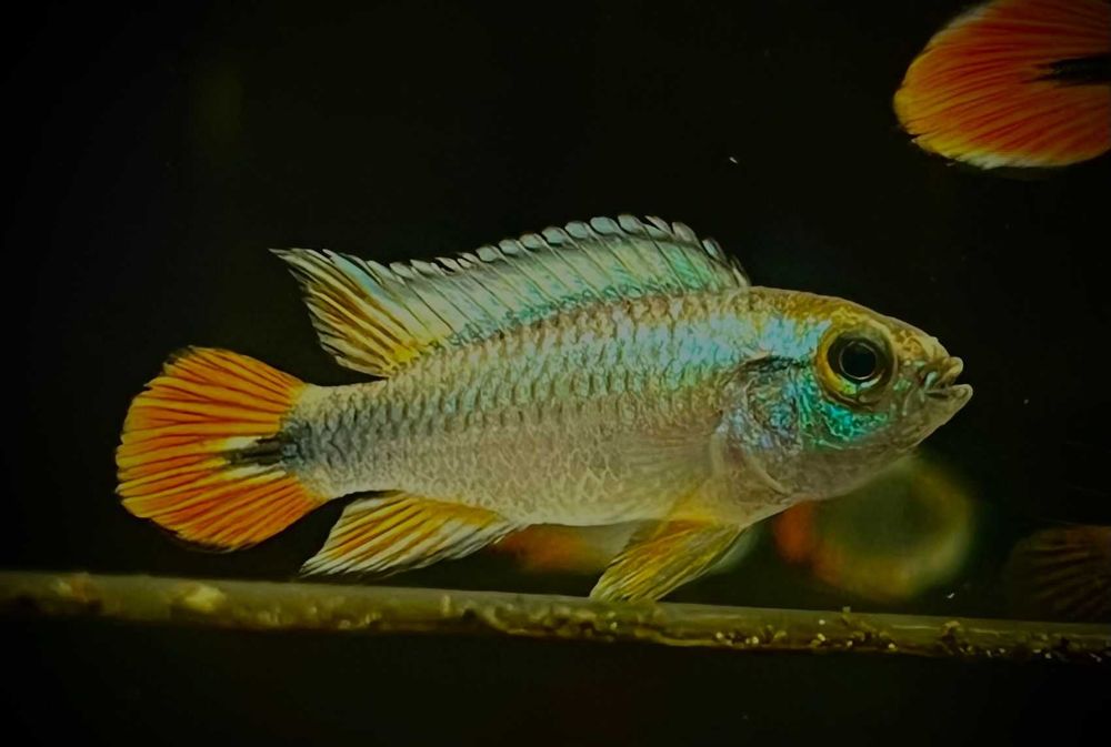 Pielęgniczka Agasiza Blue Flame