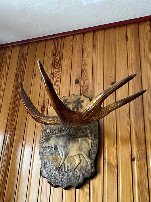 łopata łosia poroże