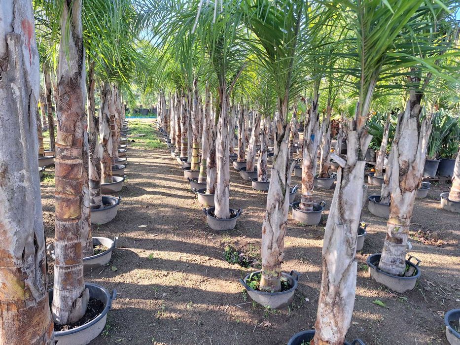 Coqueiros  Syagrus romanzoffiana