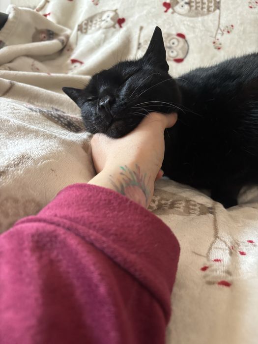 Moranguinha procura uma familia