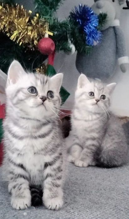 Fêmea stabby silver