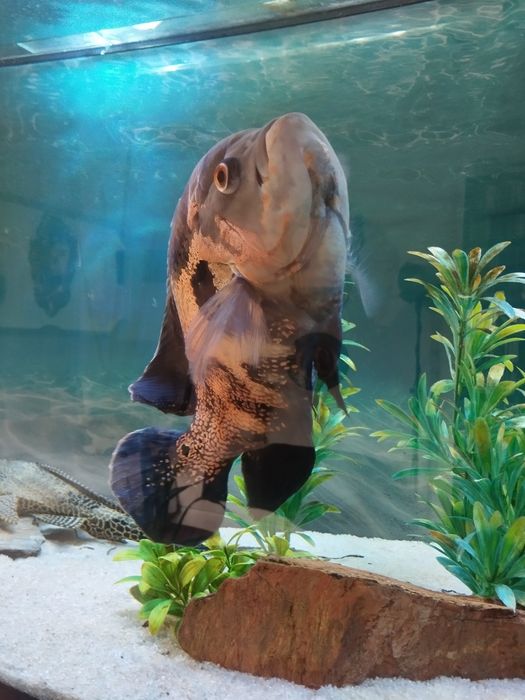 Oscar e Pleco Ofereço