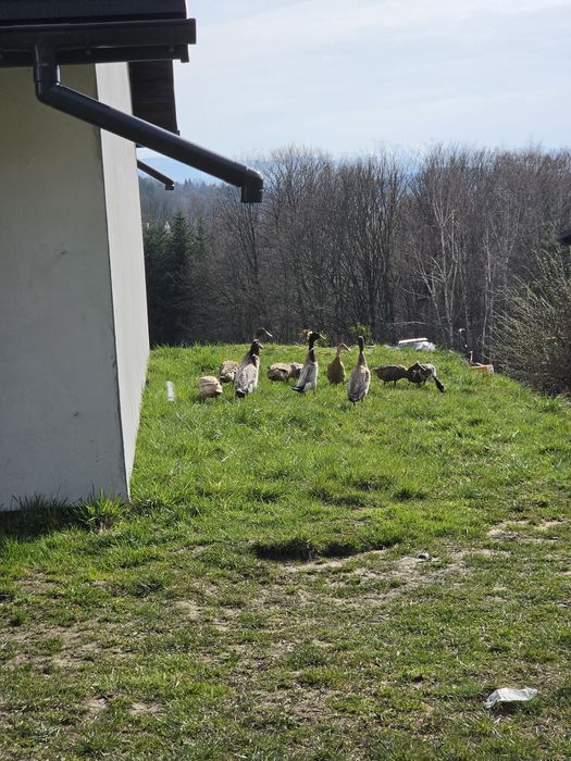 Jaja lengowe biegusów idyjskich