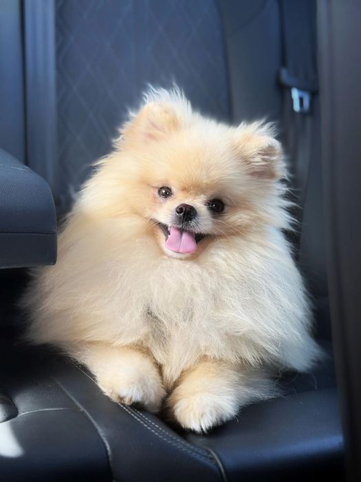 Pomeranian Szpic Miniaturowy chlopiec w typie misia