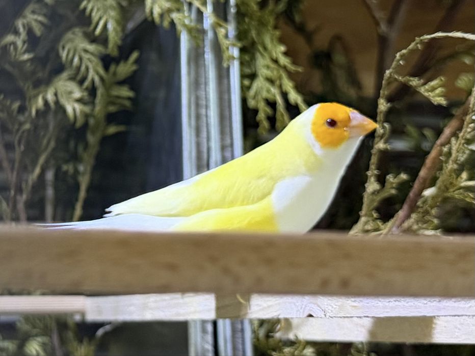 Diamantes de Gould