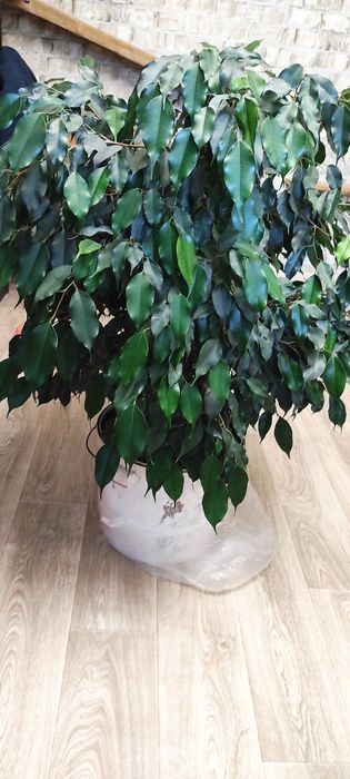 Фикус Бенджамина