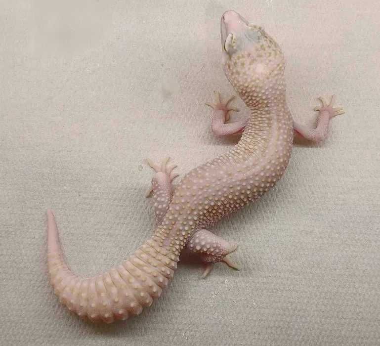 Gekony Lamparcie