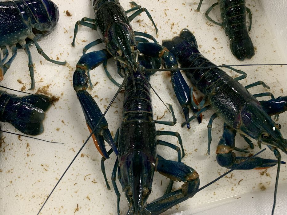 Малек австралийского рака в  любом кол-ве от 2см , АККР для УЗВ ставка
