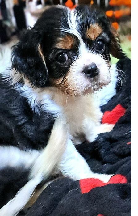 Chłopczyk tricolor Cavalier King Charles Spaniel
