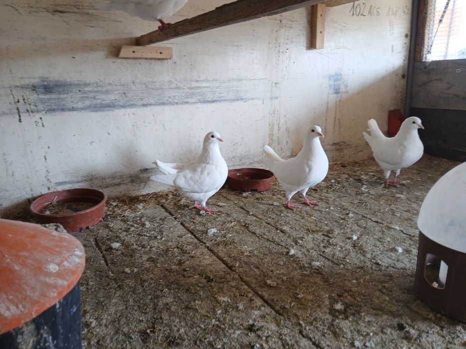 Gołebie białe Kingi