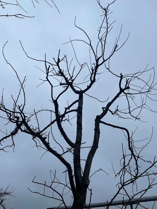 Обрізка дерев, омолодження саду (Глеваха, Калинівка, Путрівка)