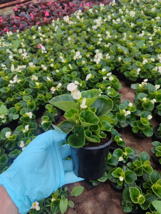 Бегонія в наявності