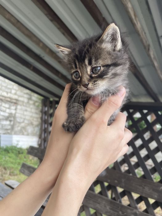 Котики. Кошенята. Кіт.
