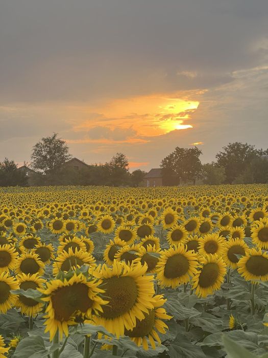 Олія соняшникова