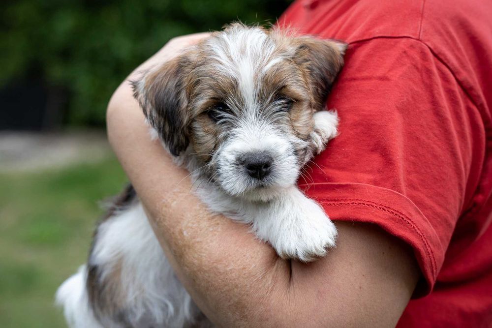 Jack Russell Terrier szorstkowłosy po championach ZKwP, FCI