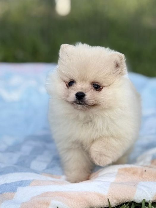 Lulu da Pomerânia menino Micro Miniatura