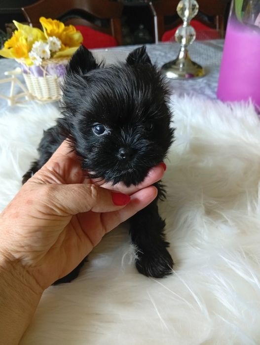 Maleńka Suczka Black Yorkshire terrier,nie biewer.