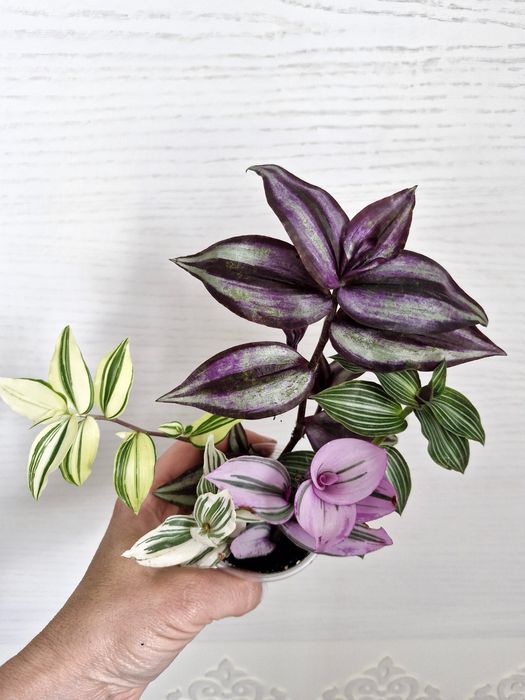 Фотодағы барлық аналь позициялары