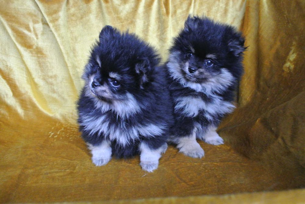Pomeranian szpic miniaturowy
