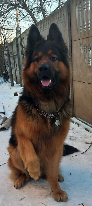 Кобель німецької вівчарки запрошує на в'язку