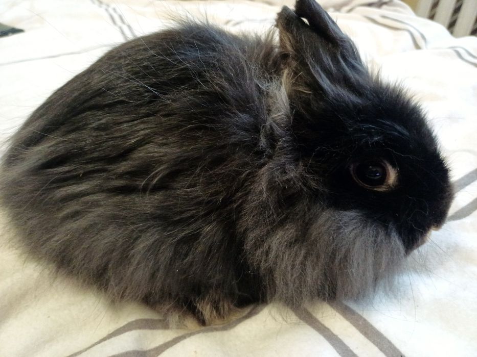 Декоративнi кролики, карликовий кролик