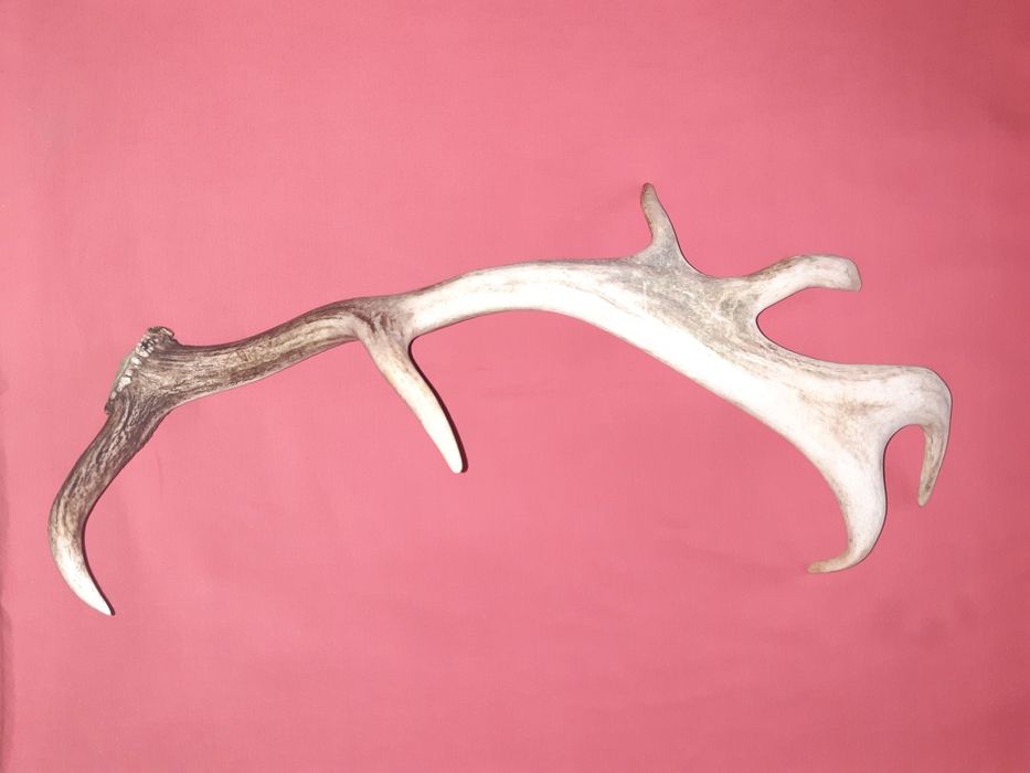 Poroże daniela Zrzut