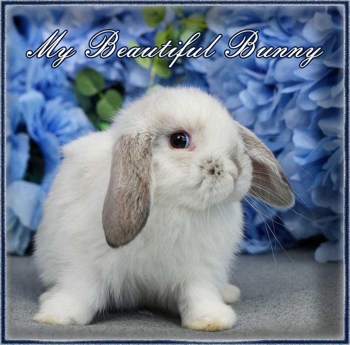 Piękny Królik 100% Mini Lop - Lilac Butterfly