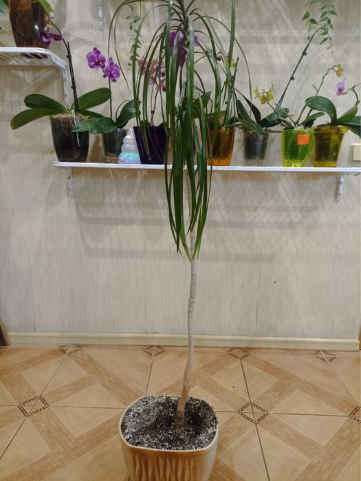 Пальма финиковая, Драцена