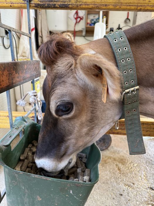 Venda de leite cru jersey