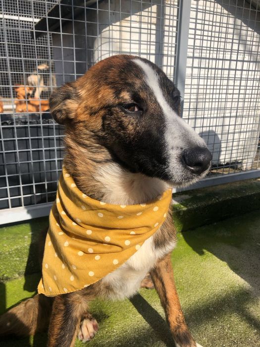 Toy - cao jovem para adocao