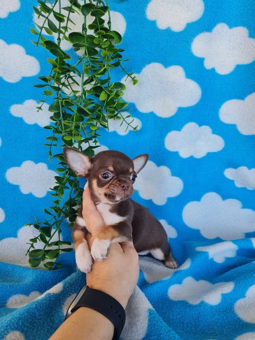 Excecional menina mini mini Chihuahua/Chiuaua,LinhagemRussa de Qualidd