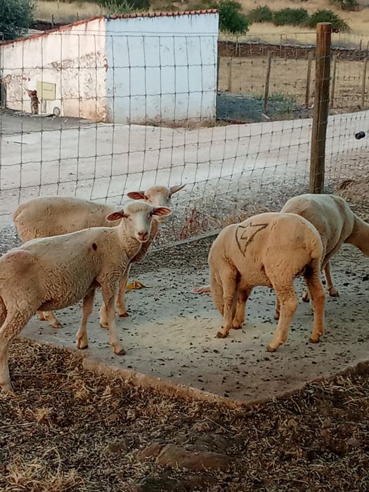 Vendo 4 borregas