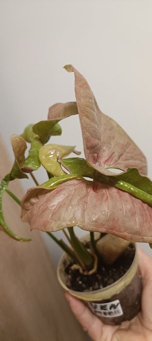 Kolekcjonerskie-Syngonium Pink Venom variegata