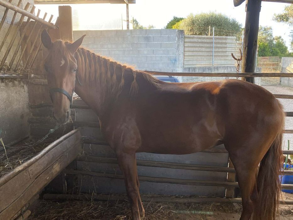 Para venda égua lusitana pura
