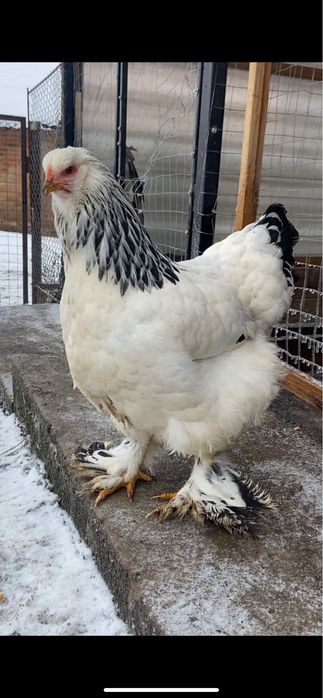 Курочка світла брама 7 міс