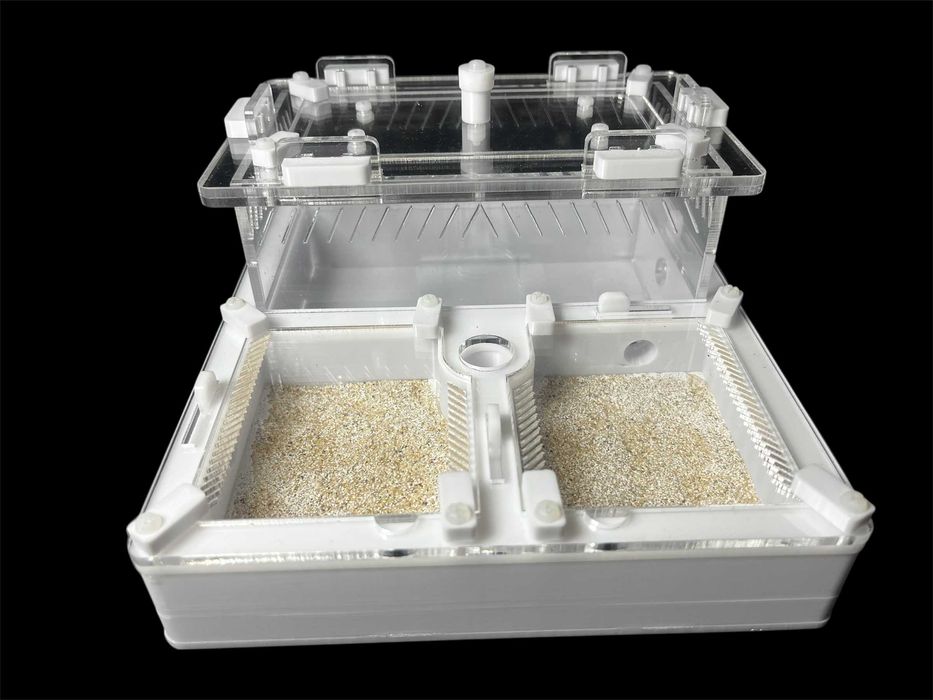 Біла мурашина ферма з автозволоженням для Camponotus, Messor