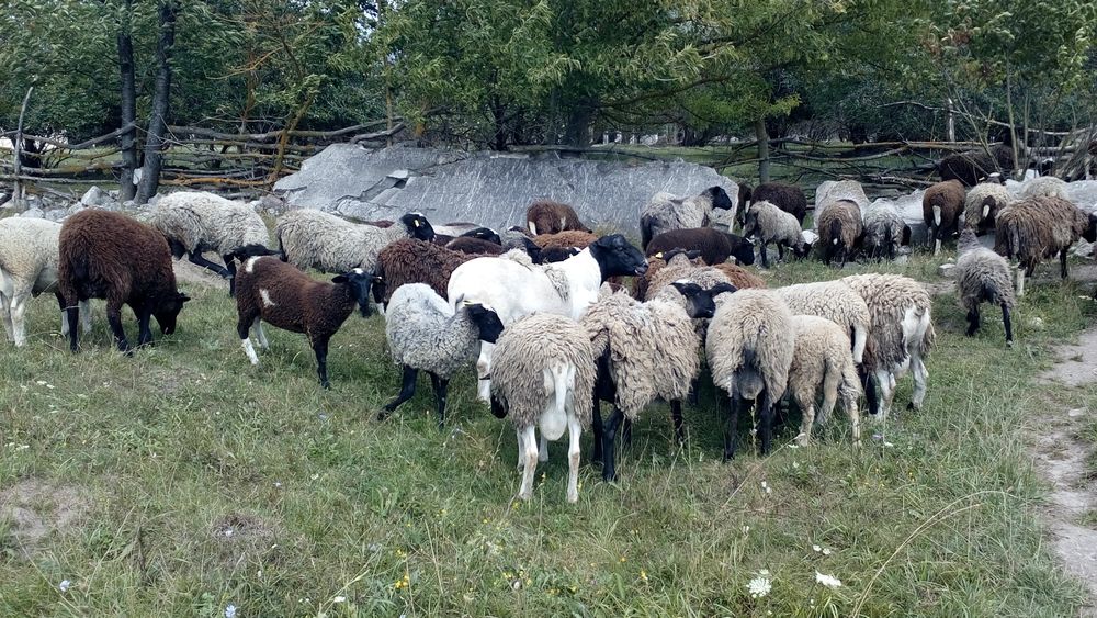 Барани крос (дорпер + романівська)