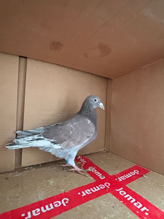 Gołębie pocztowe zagraniczne Romania