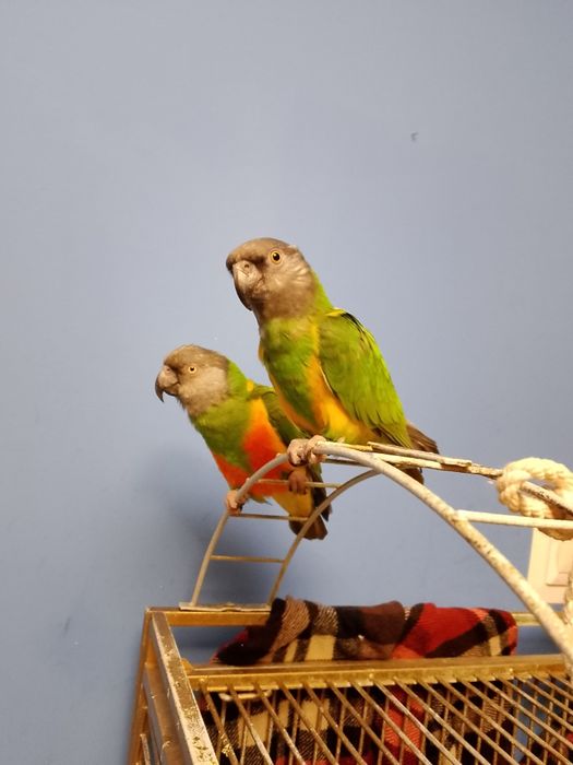 Parka papug senegalki