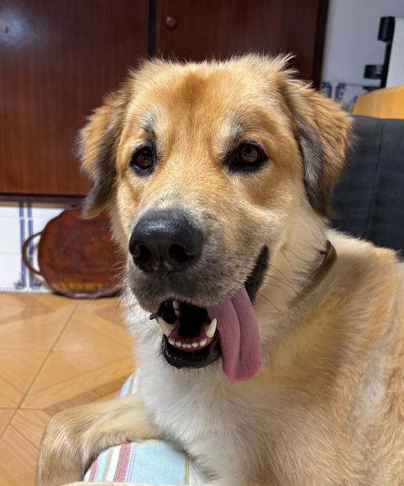 Sou cao jovem adulto grandao e lindo de morrer