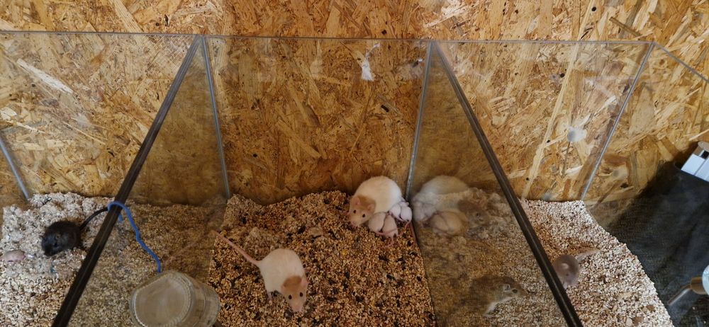 Maternidade aquário para roedores