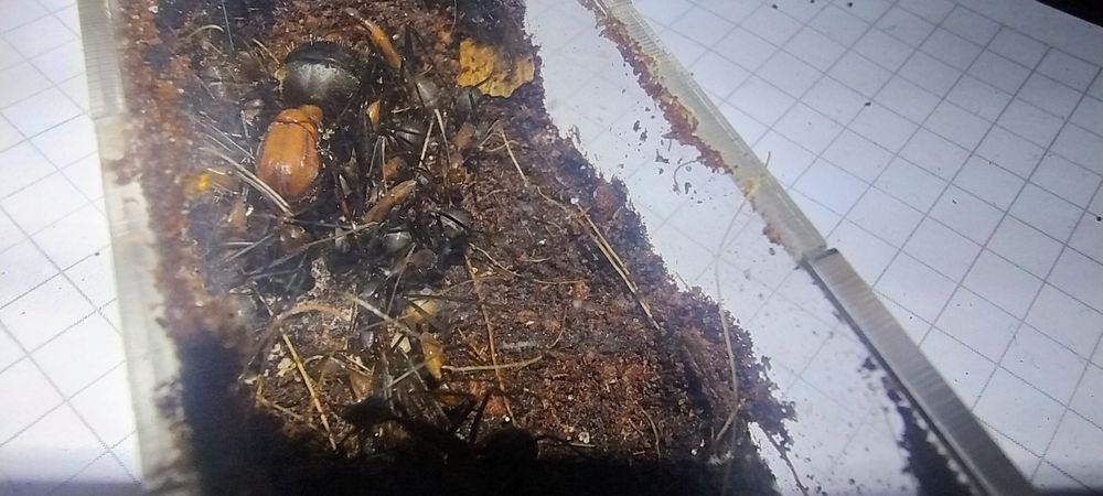 Camponotus angusticollis Q+10-20w + potomstwo
