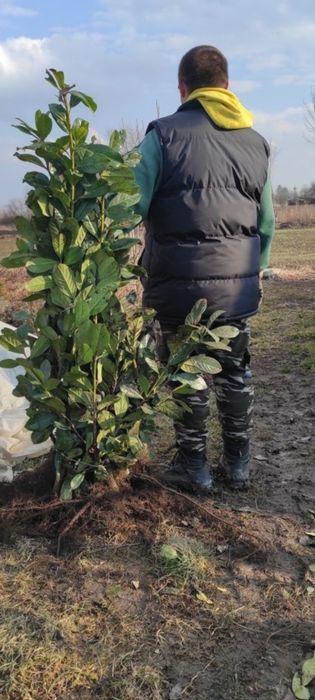 Laurowiśnia do 140cm... WYPRZEDAŻ