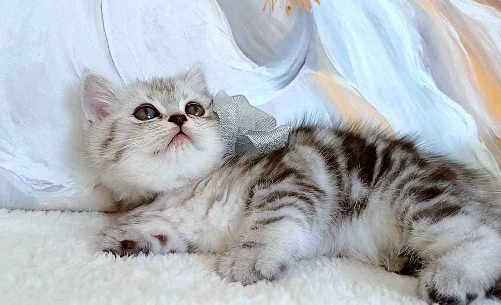 Шотландські кошенята котики