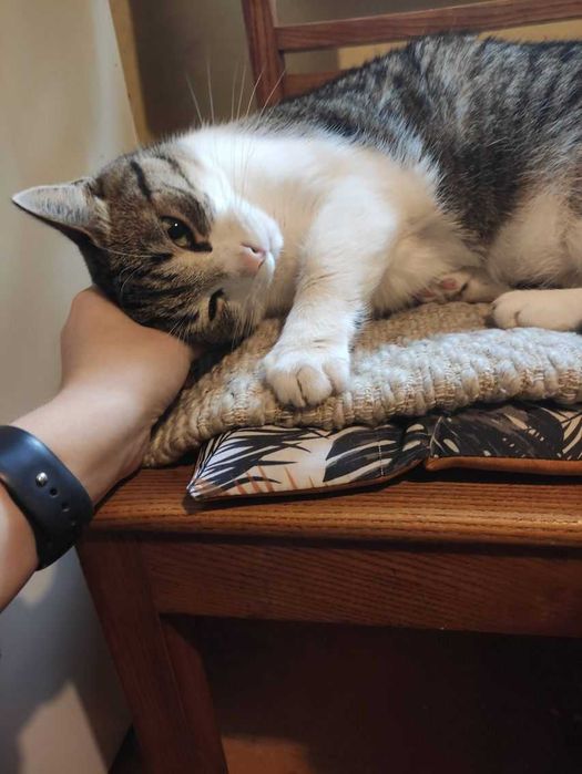 Petsitter, opieka nad kotem