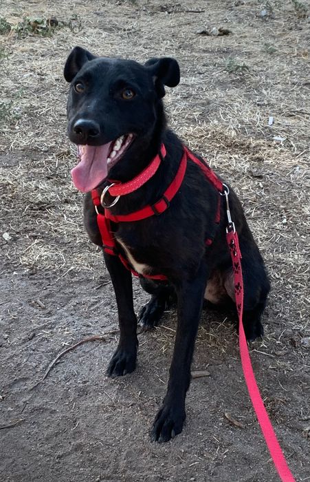 Безкоштовно , в добрі руки!!! Шукає родину тендітна крихітка