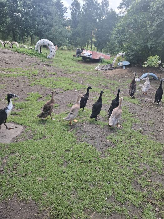Kaczki bieguski 6 sztuk