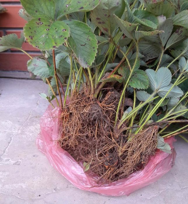 Саджанці полуниці копанка